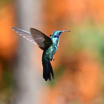 Birds of Costa Rica: Lesser Violetear (Kleine Violetoorkolibrie) van Rini Kools