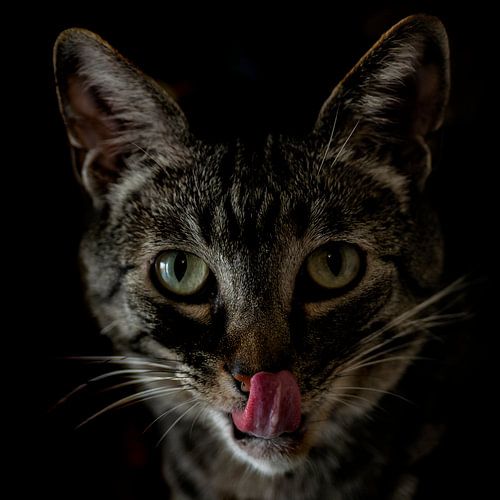 De kat/The cat