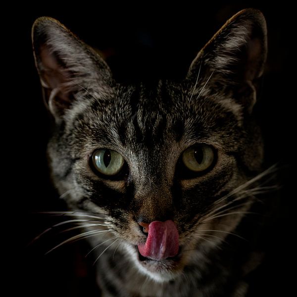 Le chat/Le chat par Corinne Cornelissen-Megens