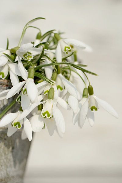 Schneeglöckchen 1 by Heike Hultsch