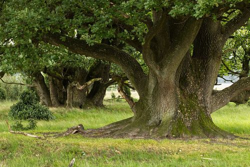 Oude eiken bomen