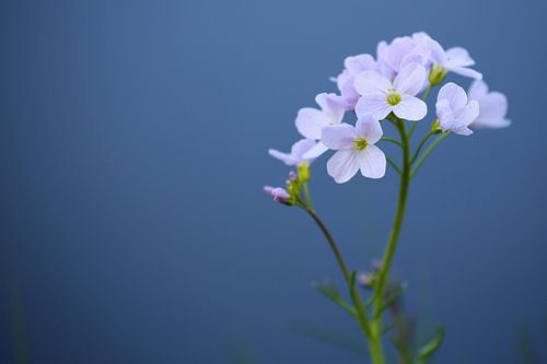 Lente : Bloemetjes bij het krieken van de dag