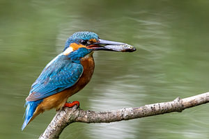 Eisvogel mit Beute