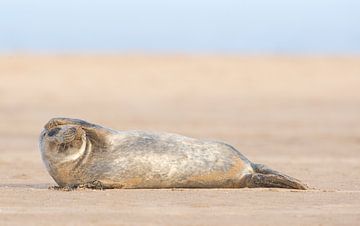 Petits phoques communs sur la plage sur Jeroen Stel