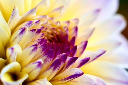 Bloem - Schitterend in geel en paars