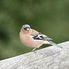 Vink von Paul Glastra Photography