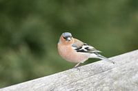 Vink