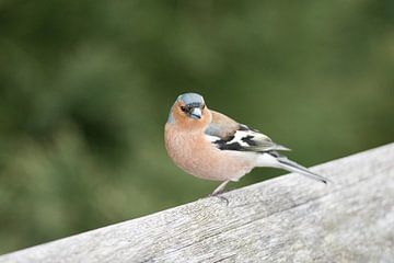 Vink by Paul Glastra Photography