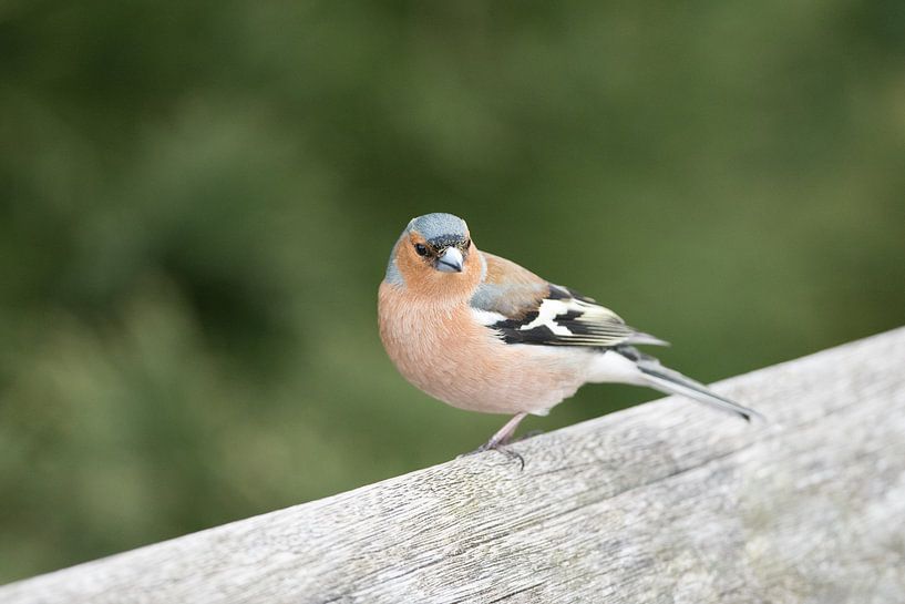 Vink par Paul Glastra Photography