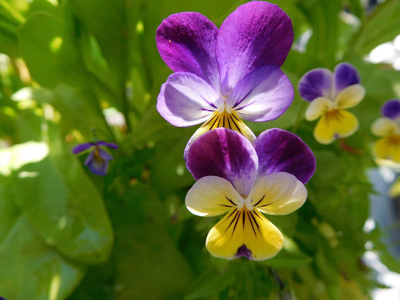 &quot;Soulmates' by Monique Bas