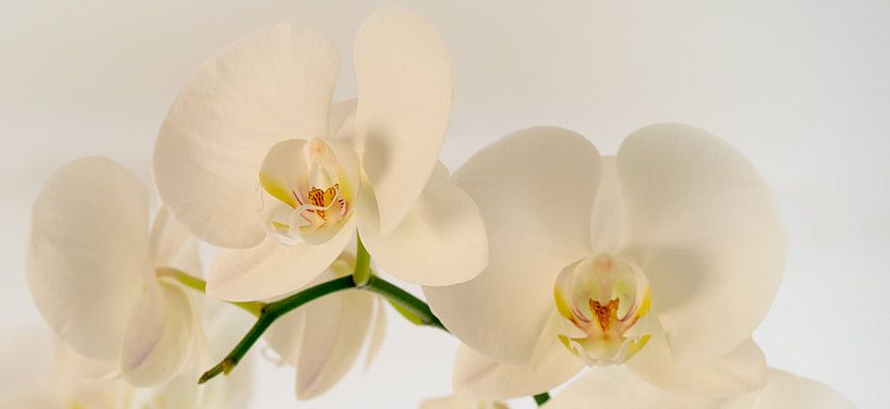Orchidée par Rob van Soest