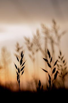 Sunset in the meadow by Jolijn Gommans