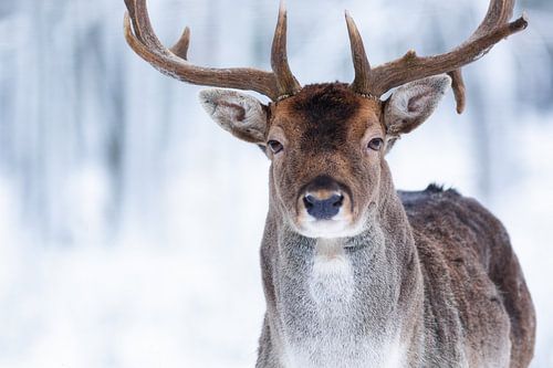 My winter face IV by Daniela Beyer
