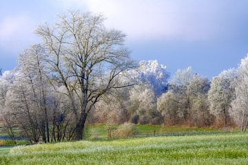 Winterlandschap met bomen bedekt met vorst van ManfredFotos