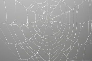 Spinnenweb met druppels (dauwdruppels) van Esther Wagensveld