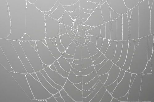Spinnenweb met druppels (dauwdruppels)