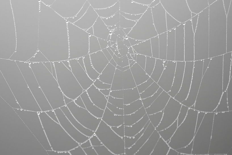 Spider web with drops (dewdrops) by Esther Wagensveld