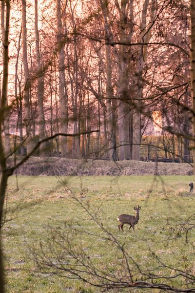 Ree during sunrise by Louise Poortvliet