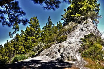 Natuur op TENERIFE    prachtige wildgroei met rots en Kanarise dennen in helder blauwe lucht van Willy Van de Wiele