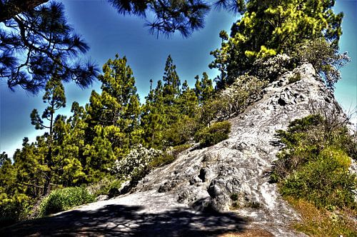 Natuur op TENERIFE    prachtige wildgroei met rots en Kanarise dennen in helder blauwe lucht