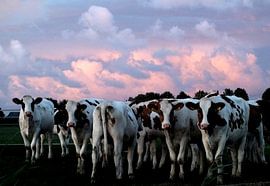 koeien  by Anneke Kalma-Luimstra