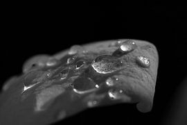 Waterdrops on magnolia leaf