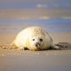 Zeehond komt kijken van Shoots by Laura