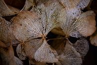 Bloem van de Hortensia in de winter van FotoGraaG Hanneke thumbnail