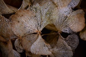 Flower of the Hydrangea in winter