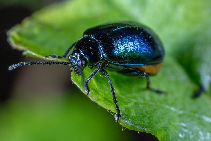 Black leaf beetle on a leaf by Joost Adriaanse