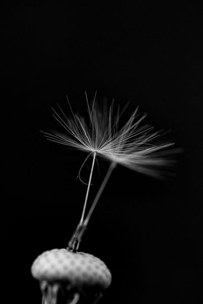 the last two seeds of a spent dandelion still attached to the fruit by Margriet Hulsker
