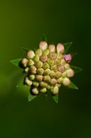 Perche en forme d'étoile