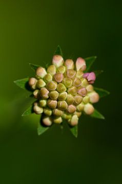 Ausleger in Sternform