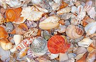 Sea Scene (Shells and Snail Houses) by Caroline Lichthart thumbnail