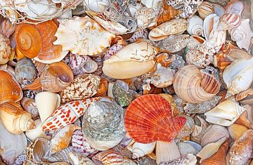Scène de mer (coquillages et maisons d'escargots) sur Caroline Lichthart