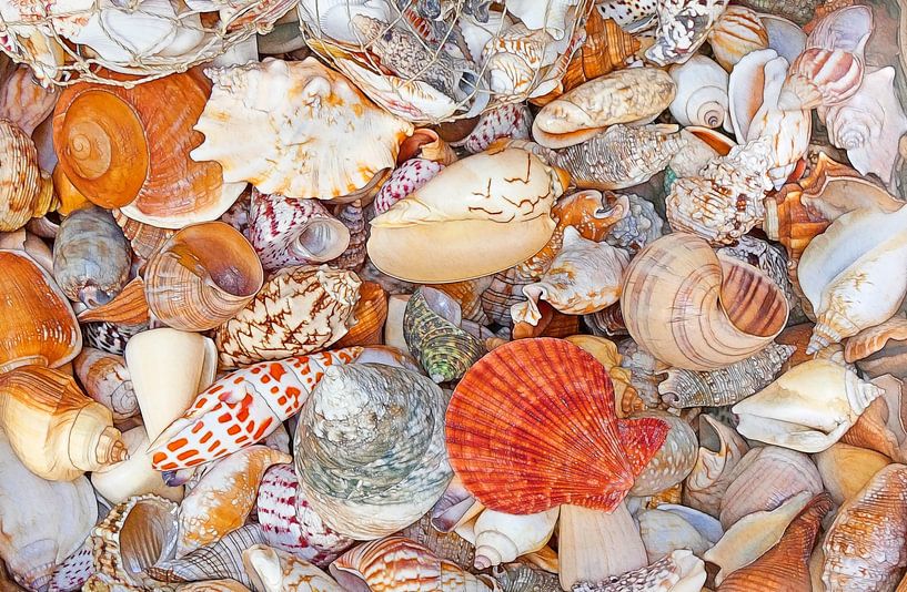 Sea Scene (Shells and Snail Houses) by Caroline Lichthart