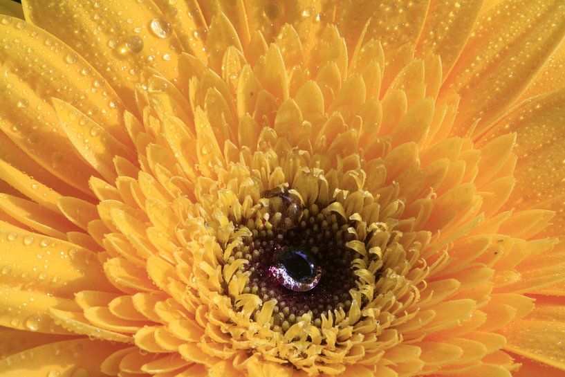 Yellow with water drop par hetto hettema