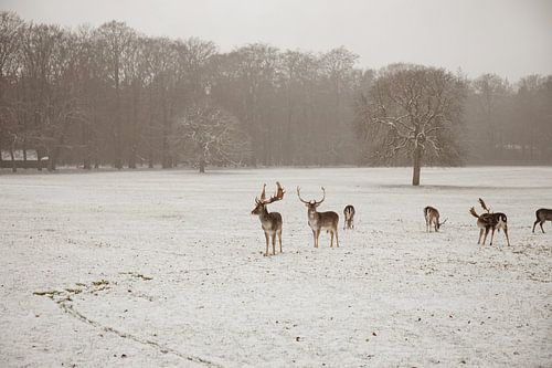 Rehe im Schnee V2 – Schlosspark Apeldoorn