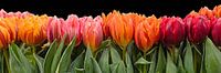 Stilleven met gekleurde tulpen van eric van der eijk thumbnail