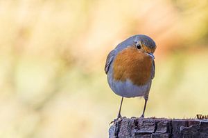 Roodborst  van Moor van Bree foto's