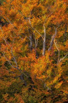 Autumn in the Cape Forest by Martijn Schruijer