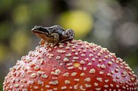 Frosch auf dem Pilz