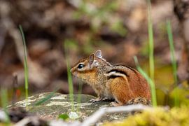 Wilde Streifenhörnchen im Wald von Roland Brack
