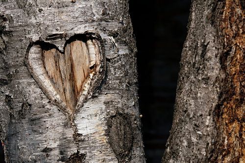 Heart in a tree