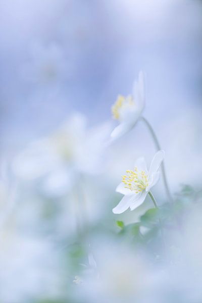 Bosanemoon von Ingrid Van Damme fotografie