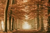 Misty Feelings van Lars van de Goor thumbnail