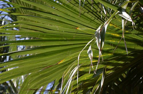 Palm