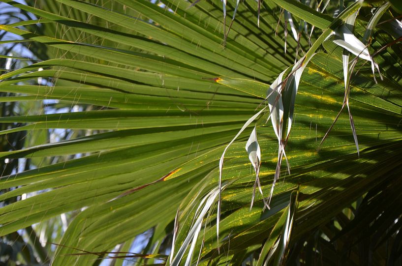 Palmtree by Corinna Vollertsen