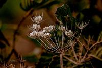 weeds