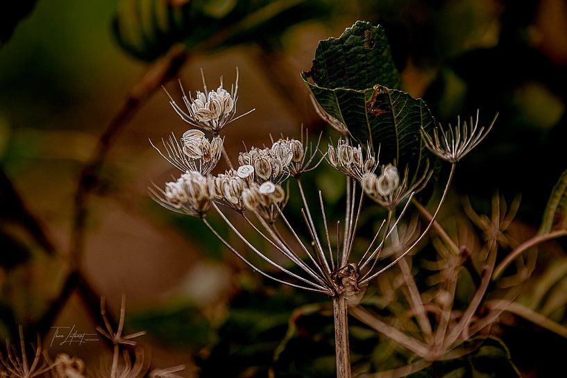 weeds by Thea Luthart